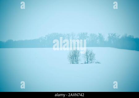 two trees in the field in the winter with trees on the horizon, a filter Stock Photo