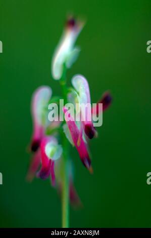 Macro of smoking officinalis in the orchard of Valencia. Spain. Stock Photo