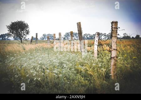 Concrete posts topped with barbed wire in the field, the filter Stock Photo