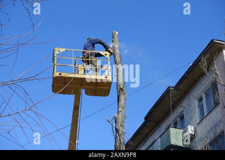 Municipal worker cutting dead standing tree with chainsaw using truck ...