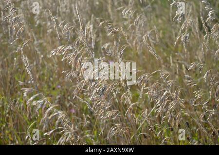 Grass going to see in a field Stock Photo