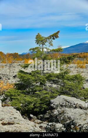 Nisga'a Memorial Lava Bed Provincial Park is a provincial park in the Nass River valley in northwestern British Columbia, Canada, about 80 kilometers Stock Photo