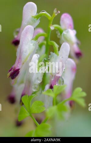 Macro of smoking officinalis in the orchard of Valencia. Spain. Stock Photo