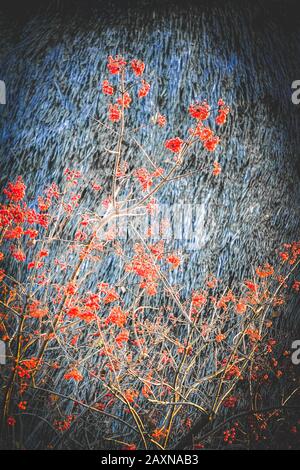 branches with red viburnum on a gray background with filter Stock Photo