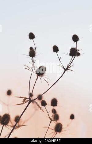 Beautiful Dried Plants, Flowers Against a Blurred Nature Background.  Vertical Photo Stock Photo - Image of plants, outdoor: 194056892