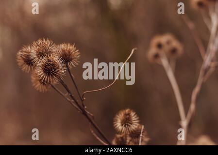 Silhouettes of old withered burdock, colorful, burdock seeds, abstract, sky and clouds, nice bokeh Stock Photo