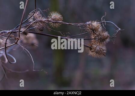 Silhouettes of old withered burdock, colorful, burdock seeds, abstract, sky and clouds, nice bokeh Stock Photo