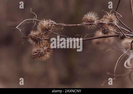 Silhouettes of old withered burdock, colorful, burdock seeds, abstract, sky and clouds, nice bokeh Stock Photo