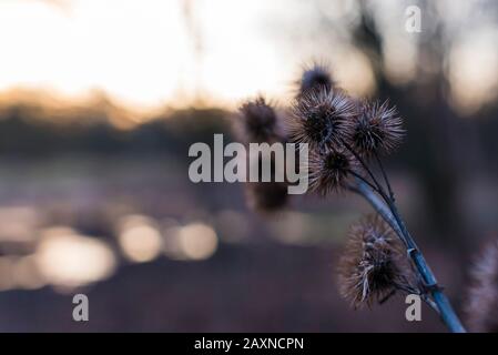 Silhouettes of old withered burdock, colorful, burdock seeds, abstract, sky and clouds, nice bokeh Stock Photo