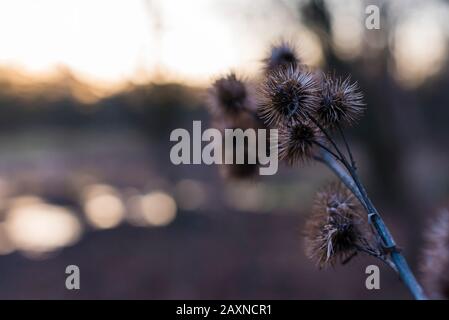Silhouettes of old withered burdock, colorful, burdock seeds, abstract, sky and clouds, nice bokeh Stock Photo