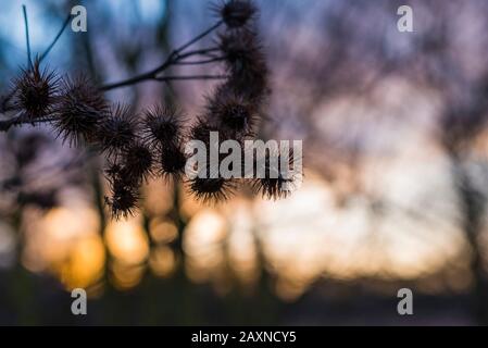 Silhouettes of old withered burdock, colorful, burdock seeds, abstract, sky and clouds, nice bokeh Stock Photo