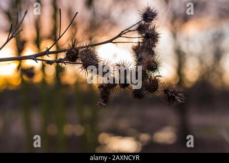 Silhouettes of old withered burdock, colorful, burdock seeds, abstract, sky and clouds, nice bokeh Stock Photo