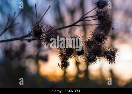 Silhouettes of old withered burdock, colorful, burdock seeds, abstract, sky and clouds, nice bokeh Stock Photo