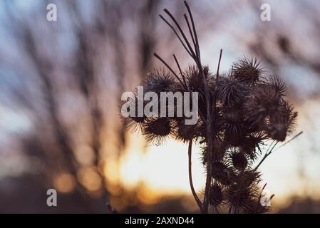 Silhouettes of old withered burdock, colorful, burdock seeds, abstract, sky and clouds, nice bokeh Stock Photo