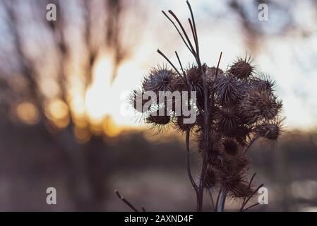 Silhouettes of old withered burdock, colorful, burdock seeds, abstract, sky and clouds, nice bokeh Stock Photo