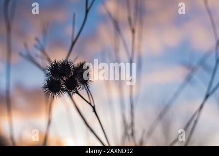 Silhouettes of old withered burdock, colorful, burdock seeds, abstract, sky and clouds, nice bokeh Stock Photo