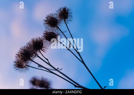 Silhouettes of old withered burdock, colorful, burdock seeds, abstract, sky and clouds, nice bokeh Stock Photo