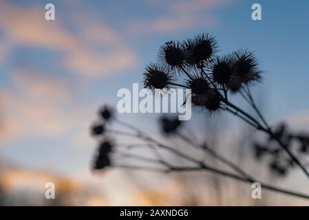 Silhouettes of old withered burdock, colorful, burdock seeds, abstract, sky and clouds, nice bokeh Stock Photo