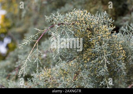 Cupressus arizonica ‘Raywood’s Weeping’ Arizona cypress tree. Stock Photo
