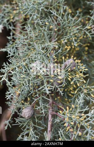 Cupressus arizonica ‘Raywood’s Weeping’ Arizona cypress tree. Stock Photo