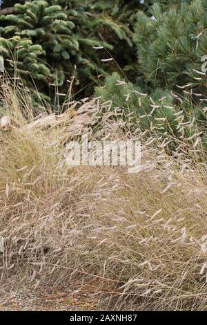 Bouteloua gracilis - blue grama grass. Stock Photo