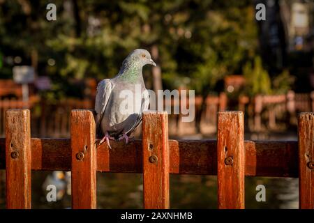 A pigeon sitting on wood in Kugulu Park and fountain in background, Ankara, Turkey Stock Photo