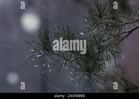 fir branches on a background of rain and snow Stock Photo