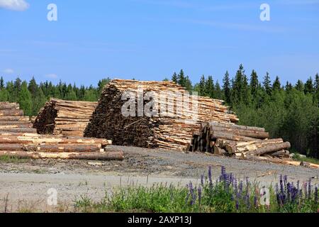 Stacks of logs stored on timber yard in Central Finland on a beautiful day of summer. Near Petajavesi, Finland. June 2018. Stock Photo
