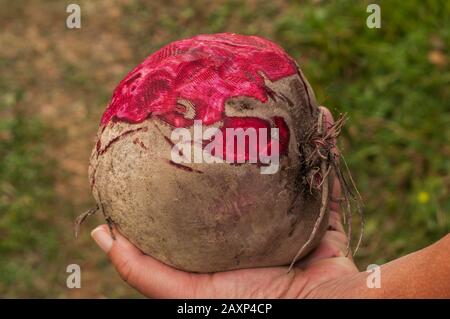 Hand holding half peeled big whole beetroot closeup Stock Photo