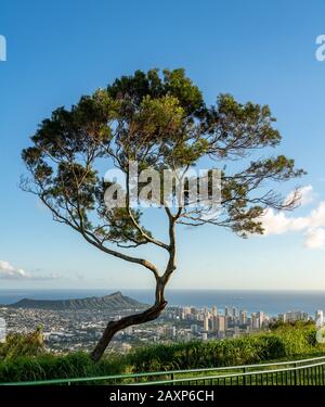 Trees frame panorama over Waikiki, Honolulu and Diamond Head from the Tantalus Overlook on Oahu, Hawaii Stock Photo