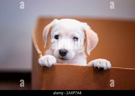 Cute portrait of Labrador Puppy crawls out of a paper box. He is cute, 2 months old and beautiful little dog Stock Photo