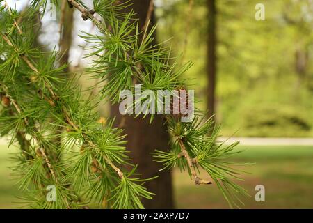New needles appear on the branches of the larch. Spring in the park. Stock Photo