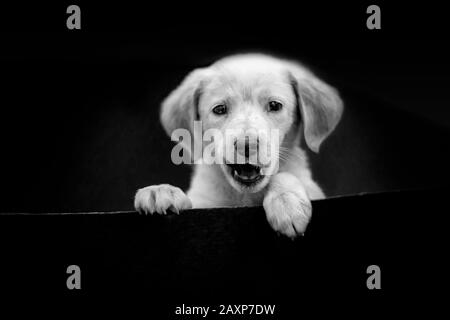 Cute portrait of Labrador Puppy Head in Black and White on the Black Background. He is a beautiful little dog with black eyes. Stock Photo