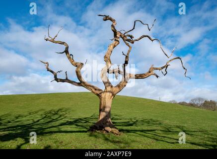 A lone dead tree in a field near Dumfries, Dumfries & Galloway, Scotland. Stock Photo