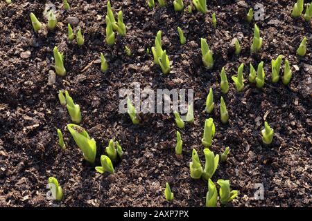 Hosta is a genus of plants commonly known as hostas, plantain lilies (in Britain) and occasionally by the Japanese name giboshi. Spring. Stock Photo