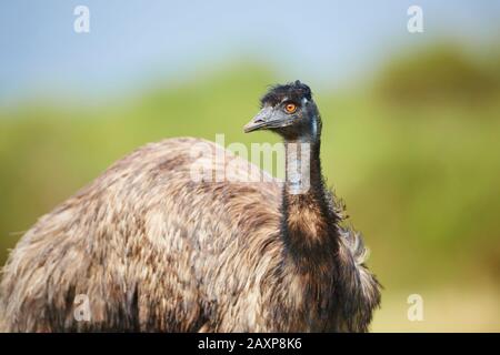 Giant Emu (Dromaius novaehollandiae), Meadow, Sideways, Standing, Wilsons Promontory National Park, Victoriam Australia Stock Photo