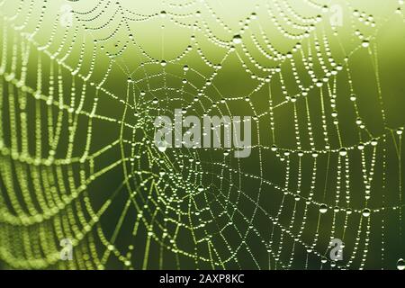 Close-up of a web with dew drops. Morning spring photo in nature. Selective focus macro shot with shallow depth of field Stock Photo