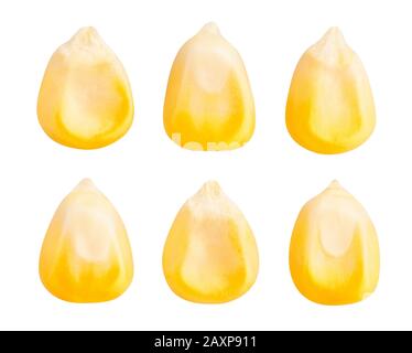 corn kernels path isolated on white Stock Photo