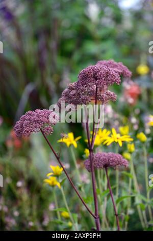 Angelica sylvestris purpurea Vicar’s Mead,Wild angelica,purple stems,purple flowers,flowerheads,umbellifer,umbellifers,garden,biennial,RM Floral Stock Photo