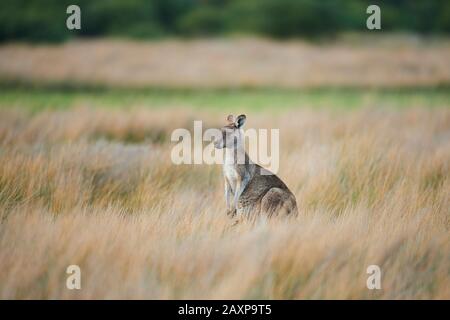 Eastern Gray Giant Kangaroo (Macropus giganteus), meadow, sideways, standing, Wilsons Promontory National Park, Victoria, Australia, Oceania Stock Photo