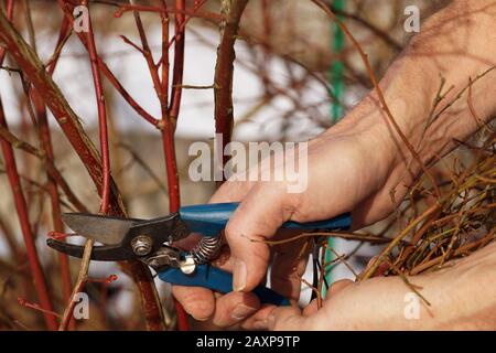 Early spring work in the garden - pruning shrubs. A pruning shears in the gardener's hand. Stock Photo