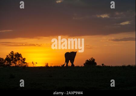 Lioness walking through the grasslands at sunrise in Olare Motorogi Conservancy, Kenya, Africa. Stock Photo