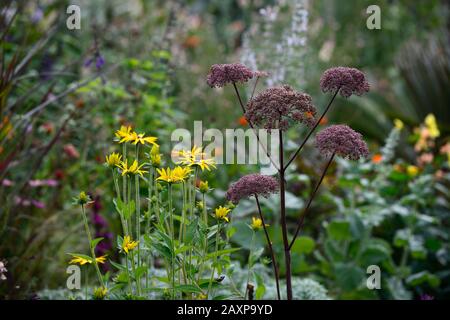 Angelica sylvestris purpurea Vicar’s Mead,Wild angelica,purple stems,purple flowers,flowerheads,umbellifer,umbellifers,garden,biennial,RM Floral Stock Photo