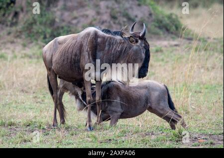 A young Blue wildebeest being fed by its mother in Masai Mara, Tanzania, Africa. Stock Photo