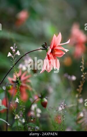 Dahlia seedling,peony dahlia,dahlias,peach apricot coloured, flower,flowers,flowering,RM Floral Stock Photo