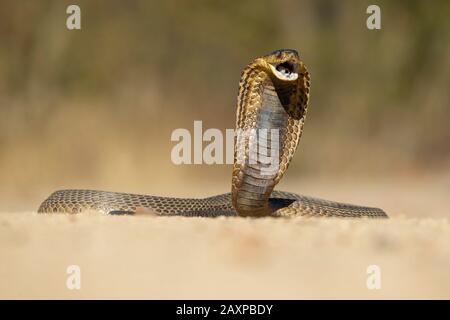 The snouted cobra (Naja annulifera), also called the banded Egyptian cobra, is a highly venomous species of cobra found in Southern Africa. Stock Photo