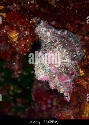 Banded dye-murex (Hexaplex trunculus) underwater close-up in Ses Salines Natural Park (Formentera, Balearic Islands, Mediterranean Sea, Spain) Stock Photo