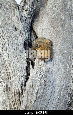 Tree Squirrel or Smith's Bush Squirrel (Paraxerus cepapi) Stock Photo
