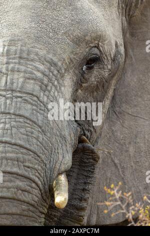 African elephant (Loxodonta) portrait Stock Photo