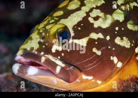Dusky grouper (Epinephelus marginatus) underwater close-up in Ses Salines Natural Park (Formentera, Balearic Islands, Mediterranean Sea, Spain) Stock Photo